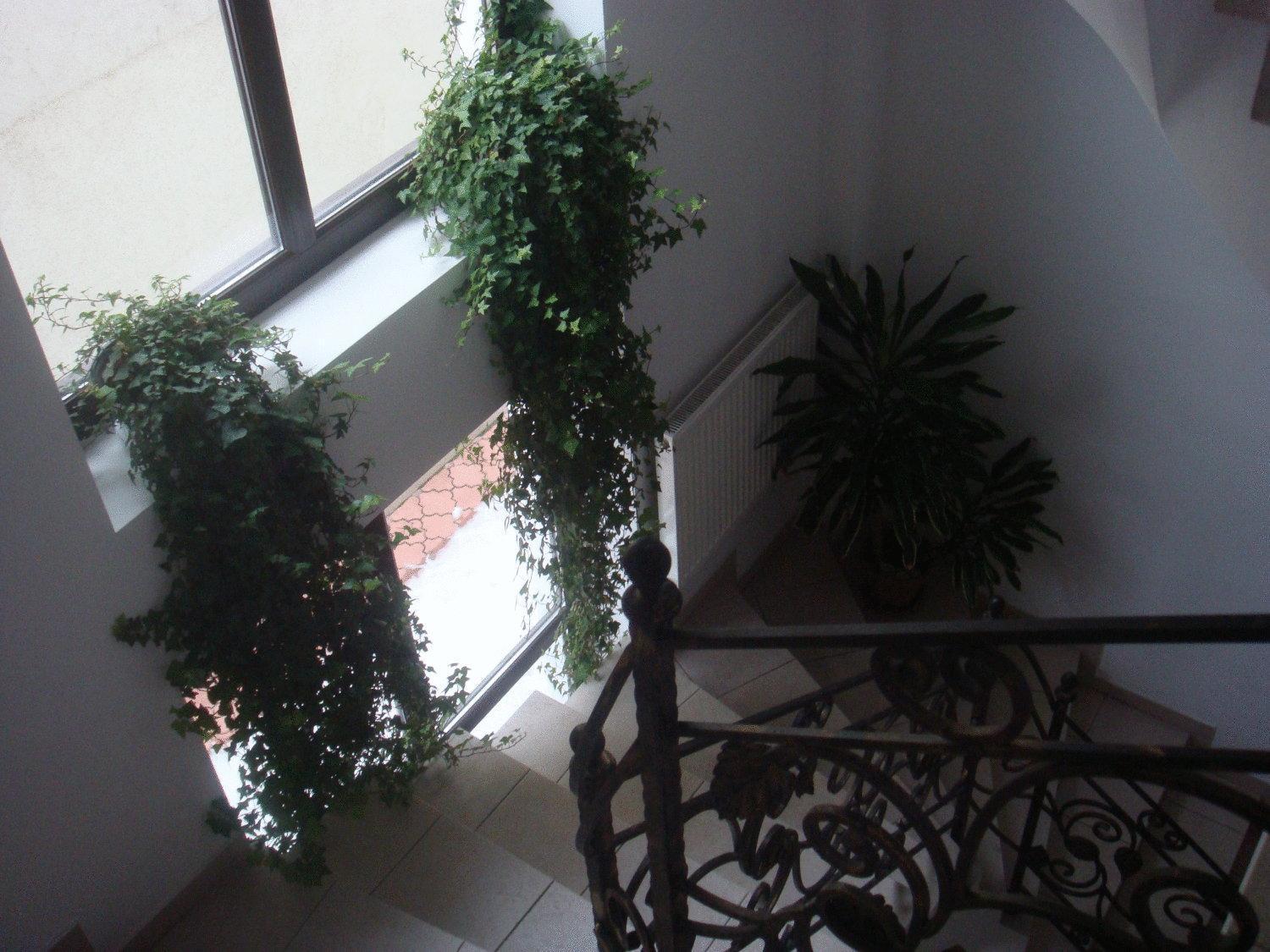 Villa Edera Residence - Gazda Profesionista Bükreş Dış mekan fotoğraf
